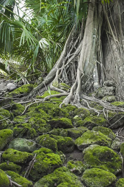 Ruine eines verlassenen, mit Wurzeln bedeckten Gebäudes auf der Insel. ein — Stockfoto