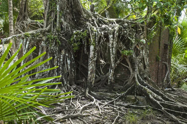 Ruine eines verlassenen, mit Wurzeln bedeckten Gebäudes auf der Insel. ein — Stockfoto