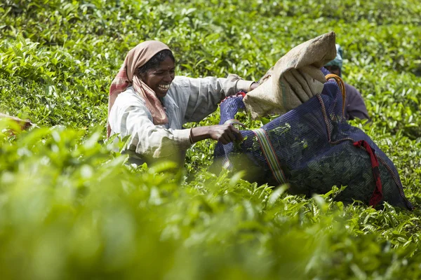 MUNNAR, INDIA - 16 DE DICIEMBRE DE 2015: Mujer recogiendo hojas de té en —  Fotos de Stock