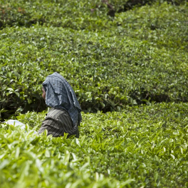 MUNNAR, INDIA - DECEMBER 16, 2015 : Woman picking tea leaves in — Stock Photo, Image