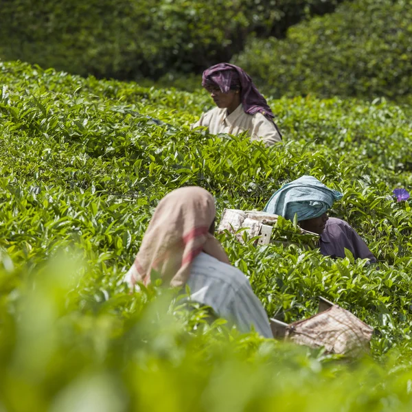 MUNNAR, INDIA - 16 DE DICIEMBRE DE 2015: Mujer recogiendo hojas de té en —  Fotos de Stock
