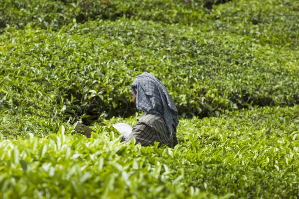 Munnar, Hindistan - 16 Aralık 2015 : Çay yaprakları toplayan kadın 