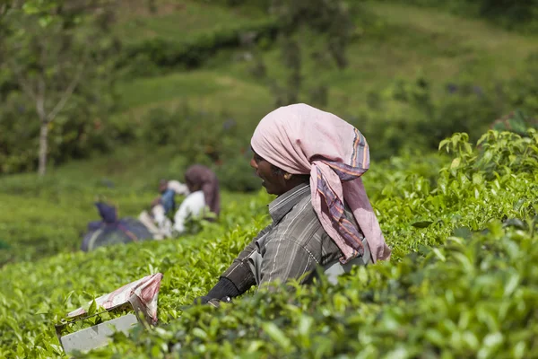 Munnar, Hindistan - 16 Aralık 2015 : Çay yaprakları toplayan kadın 