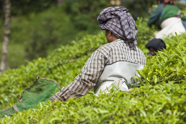 Munnar, Indien - 16. Dezember 2015: Frau pflückt Teeblätter in — Stockfoto