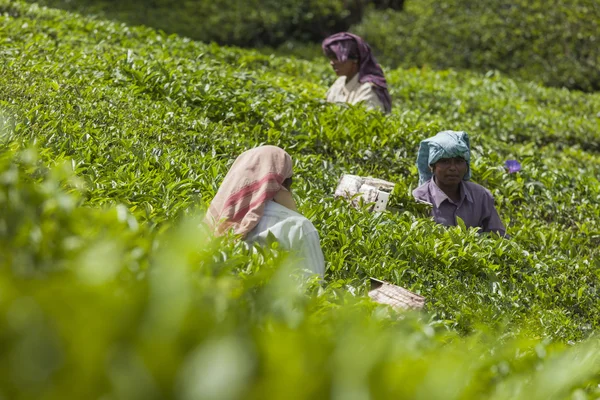 Munnar, Indien - 16. Dezember 2015: Frau pflückt Teeblätter in — Stockfoto