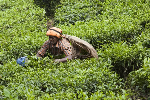 MUNNAR, INDIA - 16 DE DICIEMBRE DE 2015: Mujer recogiendo hojas de té en —  Fotos de Stock