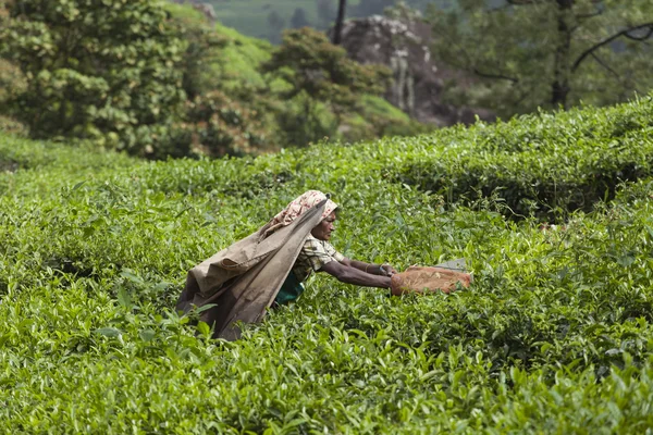 MUNNAR, INDIA - 16 DE DICIEMBRE DE 2015: Mujer recogiendo hojas de té en —  Fotos de Stock