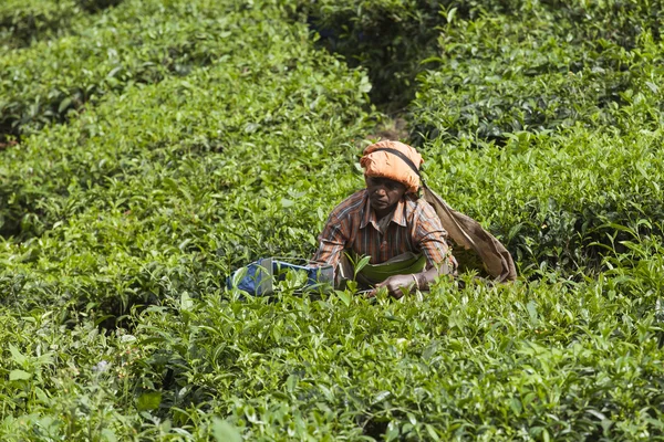 Munnar, Indien - 16. Dezember 2015: Frau pflückt Teeblätter in — Stockfoto