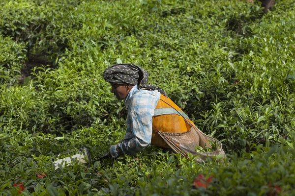 Munnar, India-16 december 2015: vrouw plukken theeblaadjes in — Stockfoto