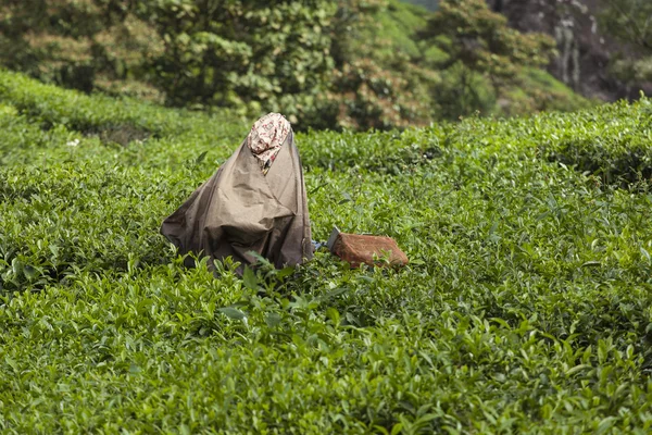 MUNNAR, INDIA - 16 DE DICIEMBRE DE 2015: Mujer recogiendo hojas de té en —  Fotos de Stock