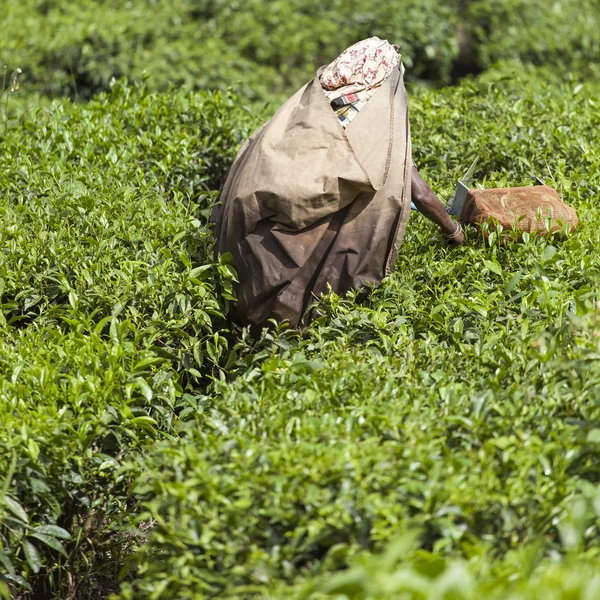 Munnar, Hindistan - 16 Aralık 2015 : Çay yaprakları toplayan kadın 