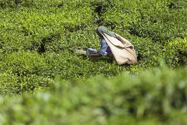 MUNNAR, INDIA - 16 DE DICIEMBRE DE 2015: Mujer recogiendo hojas de té en —  Fotos de Stock