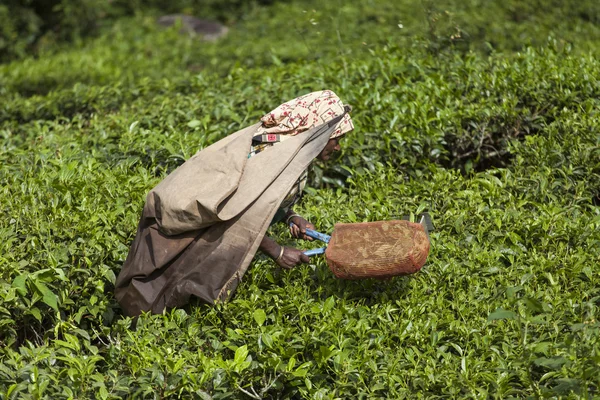 Munnar, Hindistan - 16 Aralık 2015 : Çay yaprakları toplayan kadın — Stok fotoğraf