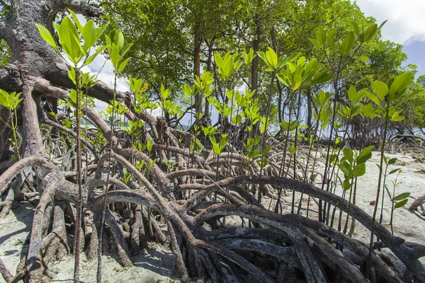 Mangroves à Andaman plage, Inde — Photo