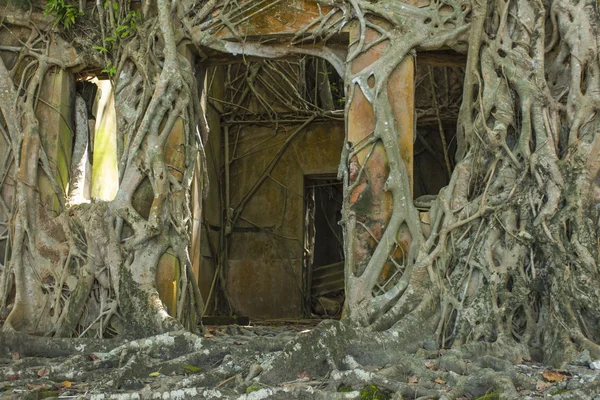Ruin of abandoned building covered with roots on Ross Island. An — Stock Photo, Image
