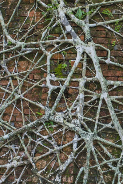 Ruin of abandoned building covered with roots on Ross Island. An — Stock Photo, Image