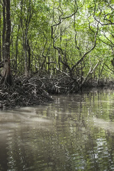 Mangrove träd på Havelock island, Andamanerna och Nikobarerna, Indien — Stockfoto