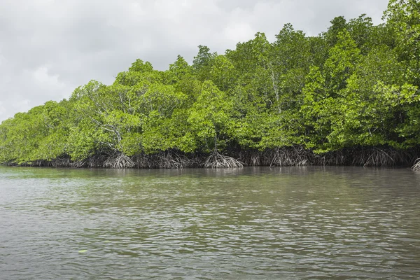 Mangrov ağaç Havelock Island, Andaman ve Nicobar, Hindistan — Stok fotoğraf