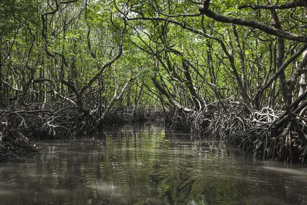 Alberi di mangrovie sull'isola di Havelock, Andaman e Nicobar, India — Foto Stock