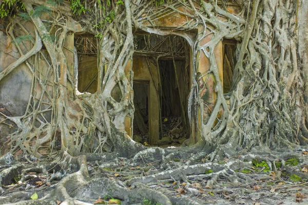 Ruin of abandoned building covered with roots on Ross Island. An — Stock Photo, Image