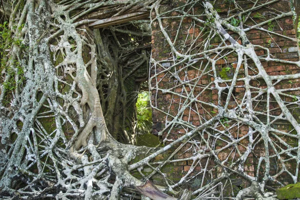 Ruin of abandoned building covered with roots on Ross Island. An — Stock Photo, Image