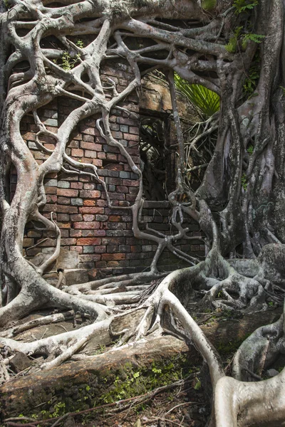 Ruin of abandoned building covered with roots on Ross Island. An — Stock Photo, Image