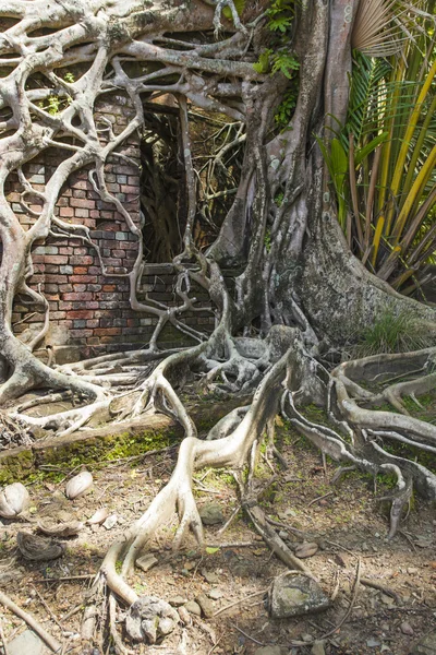 Ruin of abandoned building covered with roots on Ross Island. An — Stock Photo, Image