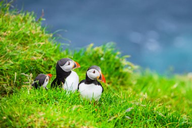 Mykines kayalıklarında ve Atlantik okyanusunda martılar. Mykines Adası, Faroe Adaları, Avrupa.