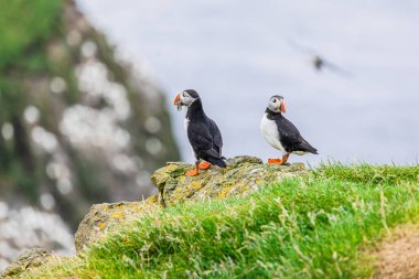 Mykines kayalıklarında ve Atlantik okyanusunda martılar. Mykines Adası, Faroe Adaları, Avrupa.