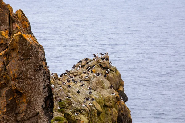 Beautiful Mykines Island Green Grass Landscapes Atlantic Ocean Mykines Island — Stock Photo, Image