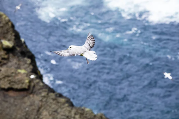 Hermosa Isla Mykines Con Paisajes Hierba Verde Océano Atlántico Isla —  Fotos de Stock