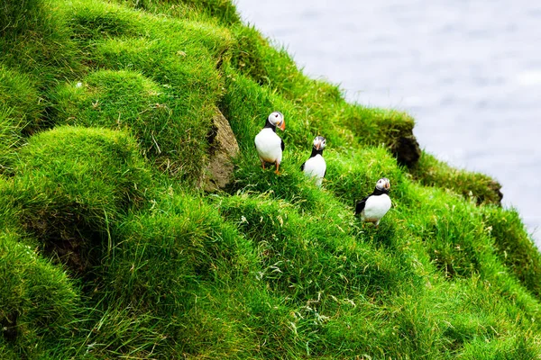 Puffins Mykines Cliffs Atlantic Ocean Inglés Isla Mykines Islas Feroe — Foto de Stock