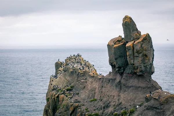 Puffins Mykines Cliffs Atlantic Ocean Inglés Isla Mykines Islas Feroe — Foto de Stock