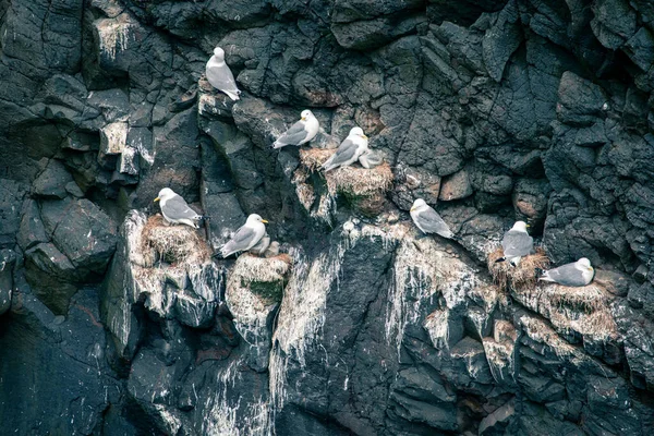 Burung Camar Bersarang Tebing Mykines Kepulauan Faroe — Stok Foto