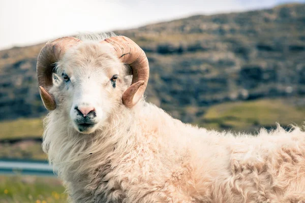 Vagar Adası Nda Koyun Faroe Adaları — Stok fotoğraf