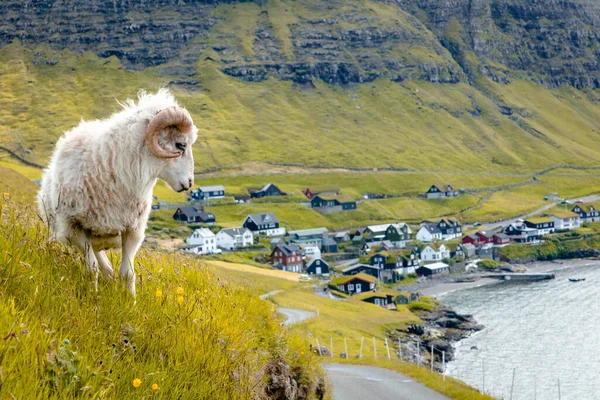 Sheep Vagar Island Faroe Islands — Stock Photo, Image