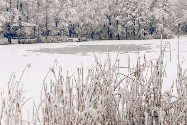 Polen Winter Uitzicht Winter Prachtig Landschap Met Bomen Bedekt Met — Stockfoto