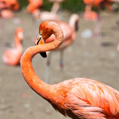 pembe Karayipler flamingo (phoenicopterus ruber ruber) su gider. pembe flamingo bataklığa gider.