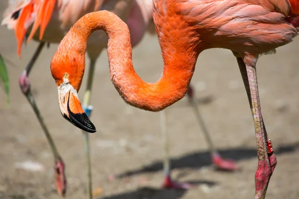 De roze Caribische flamingo (phoenicopterus ruber ruber) over water gaat. roze flamingo gaat op een moeras. — Stockfoto