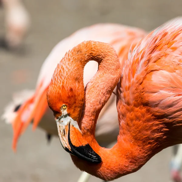 粉红色的加勒比火烈鸟 (红鹳曲霉曲霉) 走在水面上。粉红色的火烈鸟下去的沼泽. — 图库照片