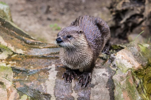 Lontra europeia na natureza . — Fotografia de Stock