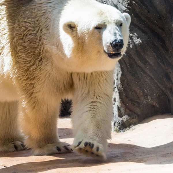 Oso de hielo tumbado en los acantilados del zoológico — Foto de Stock