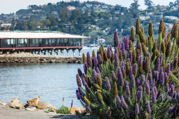 Californië Lila bush — Stockfoto