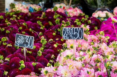 renkli buketleri dahlias çiçek Market, Kopenhag, Danimarka.