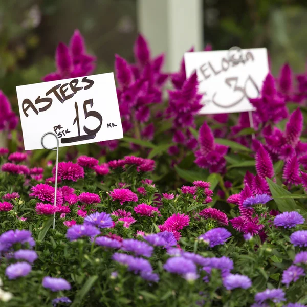 Aster růžové a fialové květy pozadí — Stock fotografie