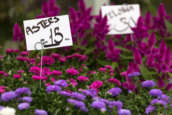 Aster pembe ve mor çiçekler arka plan — Stok fotoğraf