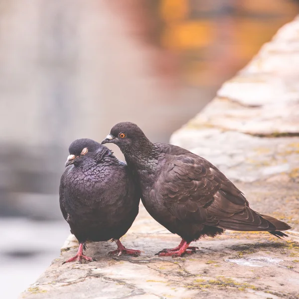 Dos palomas en un poste de madera muestran afecto entre sí —  Fotos de Stock