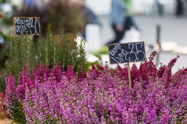 Küçük heather bitkiler satılık, Kopenhag, Danimarka. — Stok fotoğraf