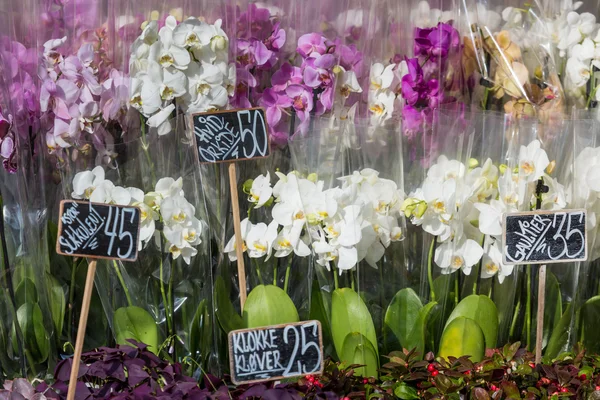 Hermosas flores coloridas de la orquídea en tienda de flores — Foto de Stock