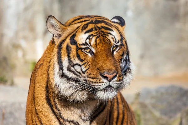 Close-up van een gezicht tijgers. — Stockfoto